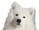 Samoyed for dog ecards