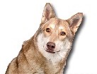 Saarloos Wolfhound for dog ecards