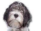 Schapendoes Dutch Sheepdog for dog ecards