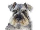 Salt and Pepper Miniature Schnauzer for dog ecards