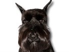 Miniature Schnauzer for dog ecards