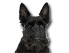 Scottish Terrier for dog ecards