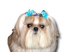 White Shih Tzu for dog ecards