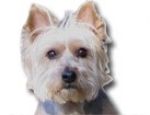 Westie for dog ecards