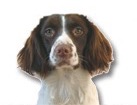 Springer Spaniel for dog ecards