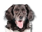 Stabyhoun for dog ecards