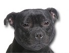Staffordshire Bull Terrier for dog ecards