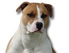 American Staffordshire Terrier for dog ecards