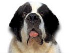 Saint Bernard for dog ecards