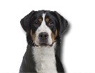 Greater Swiss Mountain Dog for dog ecards