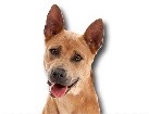 Thai Ridgeback for dog ecards