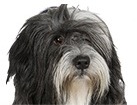 Tibetan Terrier for dog ecards