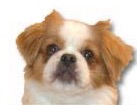 Tibetan Spaniel for dog ecards