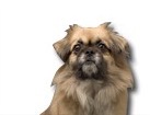 Sable Tibetan Spaniel for dog ecards