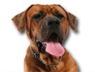 Tosa for dog ecards