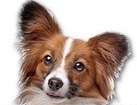 Tricolor Papillon for dog ecards