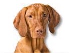 Vizsla for dog ecards