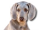 Weimaraner for dog ecards