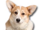 Welsh Corgi for dog ecards