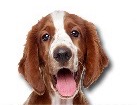 Welsh Springer Spaniel for dog ecards