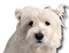 West Highland White Terrier for dog ecards