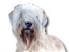 Soft Coated Wheaten Terrier for dog ecards