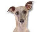 Whippet for dog ecards