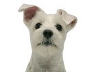 White Schnauzer for dog ecards