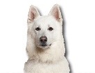 White Swiss Shepherd for dog ecards
