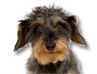 Wirehaired Dachshund for dog ecards