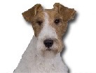 Wirehaired Fox Terrier for dog ecards