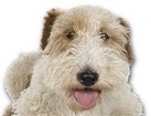 Wirehaired Fox Terrier Puppy for dog ecards