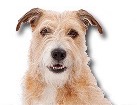 Wirehaired Mixed Breed Dog for dog ecards