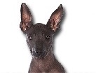 Xoloitzcuintli for dog ecards