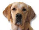 Yellow Lab for dog ecards