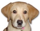 Yellow Lab Puppy for dog ecards