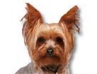 Yorkshire Terrier for dog ecards