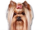 Yorkshire Terrier for dog ecards