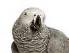 African Grey Parrot for dog ecards