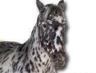 Appaloosa Horse for dog ecards