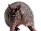 Armadillo for dog ecards