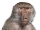 Baboon for dog ecards