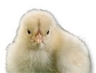Baby Chick for dog ecards