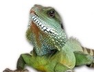 Bearded Dragon for dog ecards