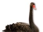 Black Swan for dog ecards