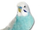 Blue Budgerigar for dog ecards