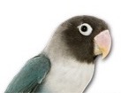 Blue Masked Lovebird for dog ecards