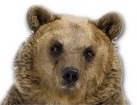 Brown Bear for dog ecards