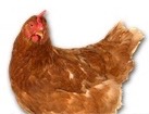 Brown Hen for dog ecards