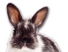 Black and White Rabbit for dog ecards
